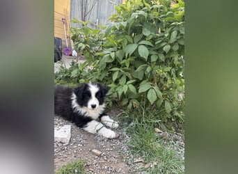 Yellow und Blue - zwei zuckersüße Aussie Zwerge 