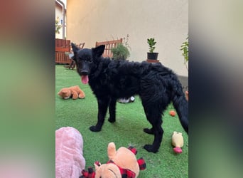 Fiona SR– Kleine Entdeckerin sucht liebevolles Zuhause
