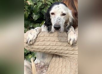 Kora – sensible Setter-Seele sucht liebevolles Zuhause!
