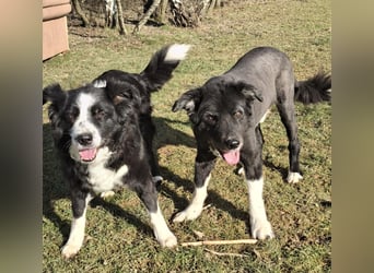 BILLI + GRACE - die beiden Oldies haben ihr Leben zusammen verbracht - gibt´s nur im Doppelpack!