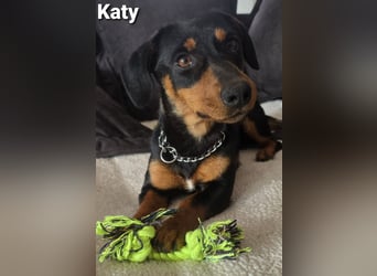 Katy kleines zauberhaftes Dackel Mädchen