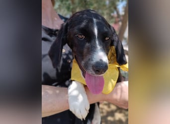 Maris Welpe Jagdhund Mischling Hündin sucht Zuhause oder Pflegestelle