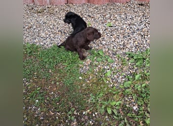 Labradoodle Welpen