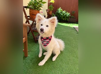 Josefina SR- Junge Maus sucht Familie