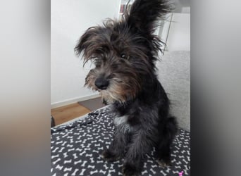 Lulu ❤️ wartet in 27751 Delmenhorst