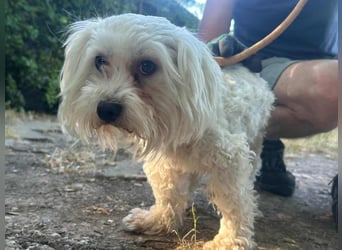 Casper, geboren 06.12.2023, 24cm sucht seine Menschen