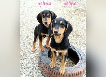 Selina2 geb. 09/2024 (in Deutschland) - aufgeschlossene und kluge Junghündin!
