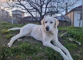 Lucy – Treue Seele mit großem Herz sucht ihr Zuhause!
