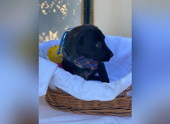 Fredi LM - Zuhause gesucht – Neun kleine Hundekinder auf großer Mission