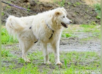 Puiu ist ein toller, super lieber Hund