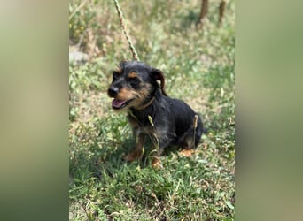 Lili. geboren 01.11.2024, 25cm sucht ihr Körbchen