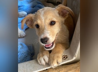 Tasha, geb. ca. 03/2025, lebt in GRIECHENLAND, im städt. Tierheim Serres