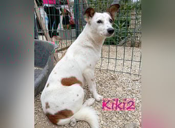 Kiki2 geb. 05/2020 (GRC) - selbstbewusste, kleine Hündin!