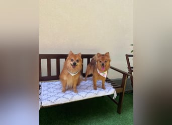Karlo SR – kleiner Sonnenschein sucht liebevolle Familie
