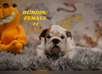Bezaubernde  & Freiatmende Englische Bulldogge Babys auf Familiensuche