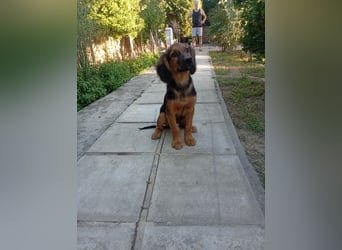 Junghund ARI sucht sein Für-immer-Zuhause
