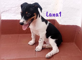 Lana1 geb. 03/2025 (ESP) - verspielte, kleine Bodeguero-Mix Welpin!