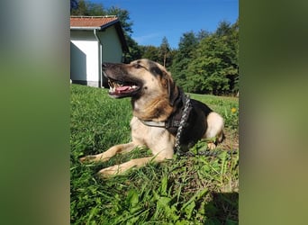 Buddy Schäferhund Mischlingsrüde Mischling Rüde Junghund sucht Zuhause oder Pflegestelle