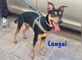 Langui 02/2024 (ESP Pflegestelle) - kinderlieber, verschmuster, witziger und kluger Bodeguero!