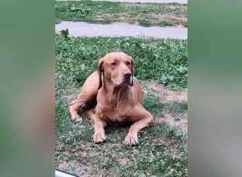Ficko, wunderschöner Vizsla Rüde hat sein Zuhause verloren