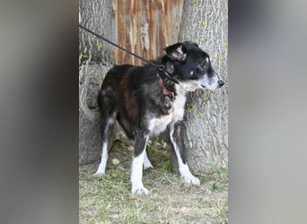 Hetti SI – Hundeomi sucht Gnadenplatz