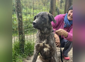 Jackpot - ein majestätischer Doggen-Mix sucht sein Königreich
