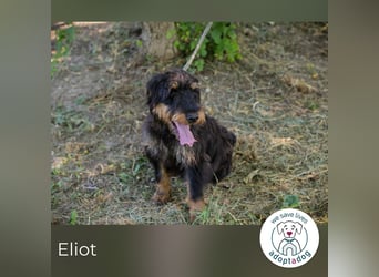 Eliot: Sucht ein Zuhause