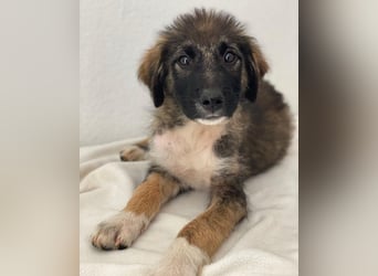 Moglito, geb. ca. 03/2025, lebt in GRIECHENLAND, im städt. Tierheim Serres