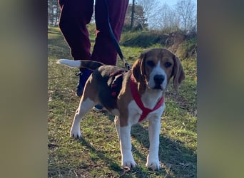 Beagel Hundin