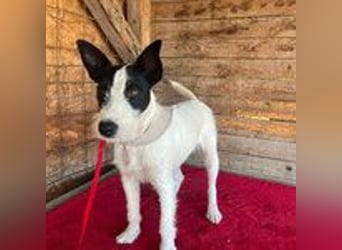 Jerry, Terrier-Mischling, Rüde, geb. am 15.05.2024, 40 cm, 10 kg
