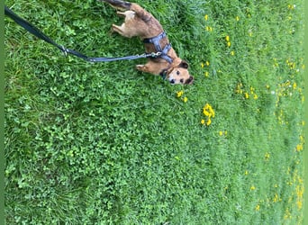 Senior Rudi sucht sein Körbchen