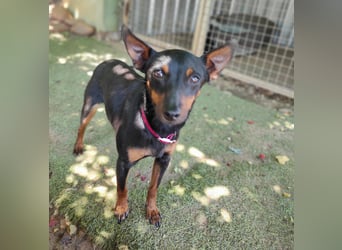Coqueta, eine süße Pinscher Dame