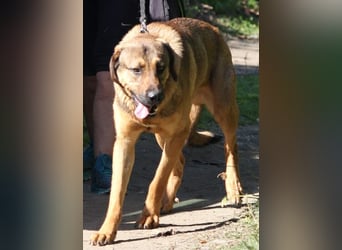 Traumhund Ryder wartet auf seine Familie