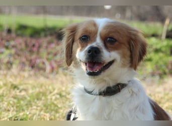 Sweety – Kleine Herzensbrecherin...