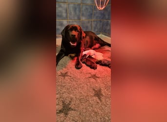 Labrador Welpen mit Ahnentafel, abzugeben ab Mitte /Ende Mai