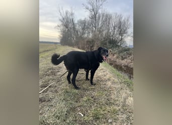 Labrador - Flat Coated Retriever Mix Rüde (5-7 Jahre, kastriert), freundlicher Anfängerhund