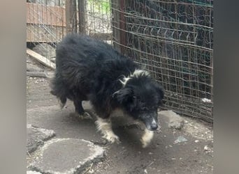 Vincent - nur Liebe und gutes Futter gewünscht