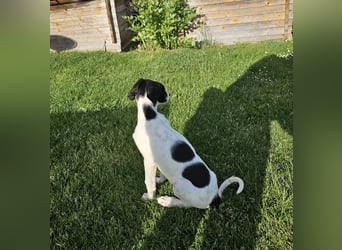Tuffy wartet in 97499 Traustadt