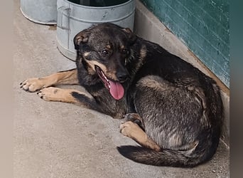 Doris Schäferhund Mischling Hündin Junghund sucht Zuhause oder Pflegestelle
