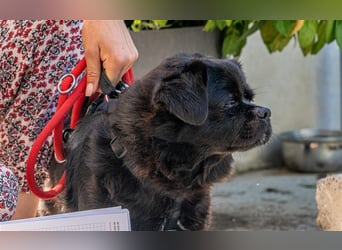 Pikatchu! Ein Hund mit Charakter