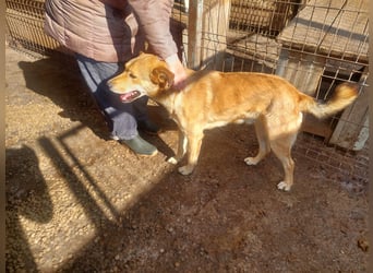 Kobi sucht ein Zuhause