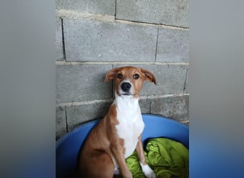 Hundekind JOCA sucht Familie mit Herz