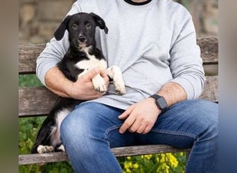 Buddy – ein kleiner, feiner Freund -