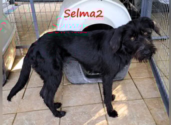 Selma2 11/2022 (GRC) - traumhafte, super soziale und hübsche Schnauzer-Mix Hündin!