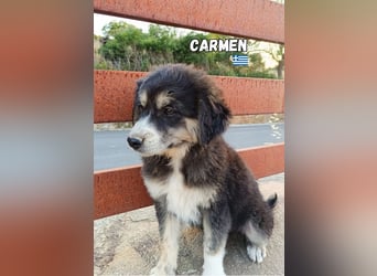 Carmen,geb.03/25,hübsches Hundemädel sucht ihre Familie