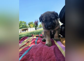PUKO ❤️ knuffiger Teamplayer