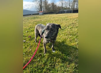 Lui - kleiner Hund mit großem Herz sucht 2te Chance