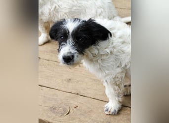 Herziger KELVIN sucht Kuschelpartner fürs Leben