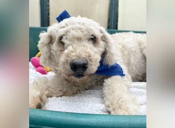 COCO - Sozialverträglicher Puli-Mix sucht seine Familie