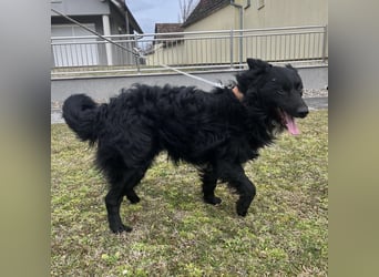 Josko ein toller Familienhund